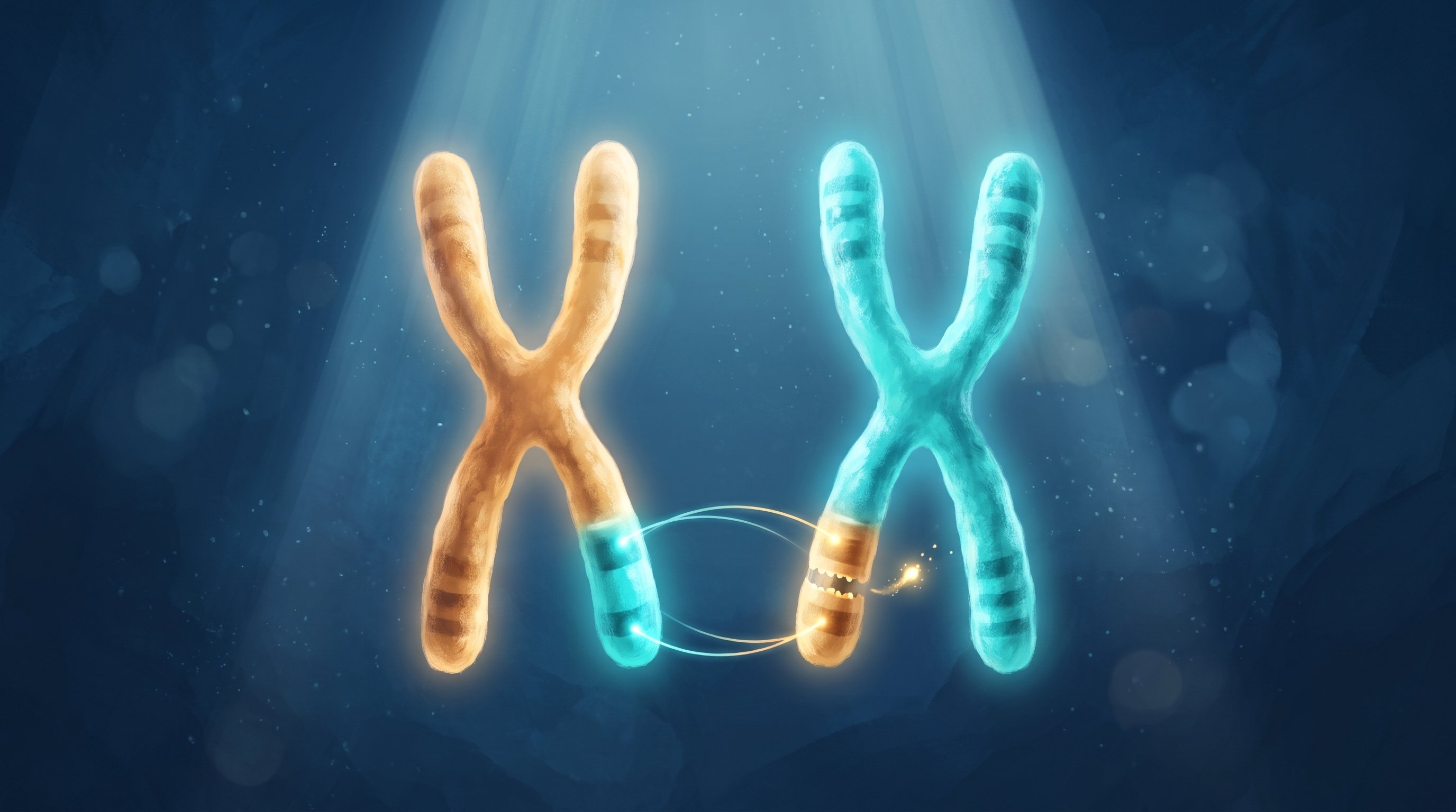 Twee gloeiende chromosomen in X-vorm tegen een donkerblauwe achtergrond, een oranje en een turquoise. Hun onderste uiteinden zijn van plek gewisseld, verbonden door dunne lichtbogen, en bij het oranje stukje springt een klein vonkje weg.